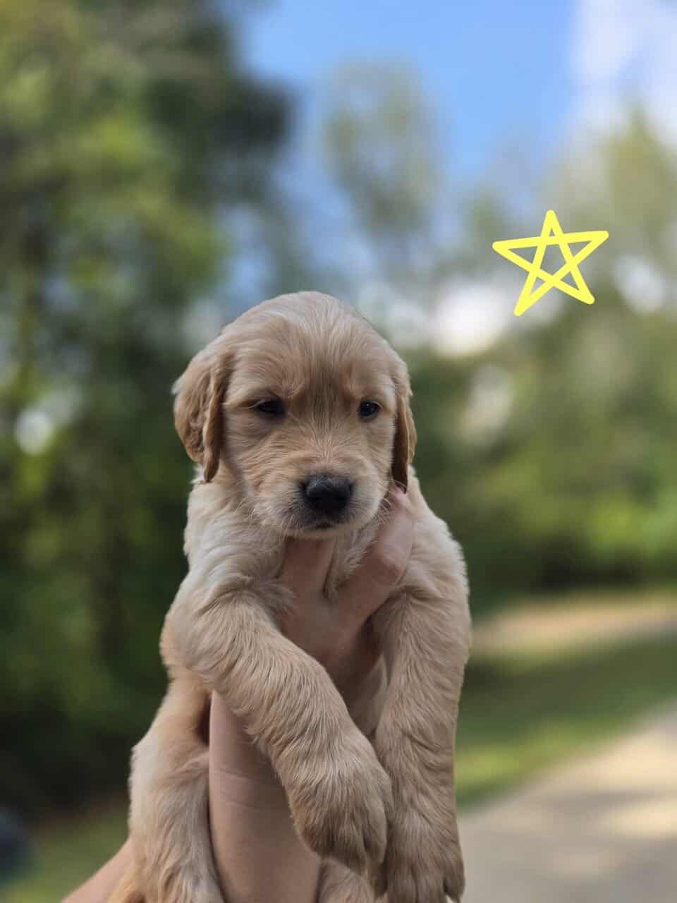 AKC Golden Retriever Puppies image 4