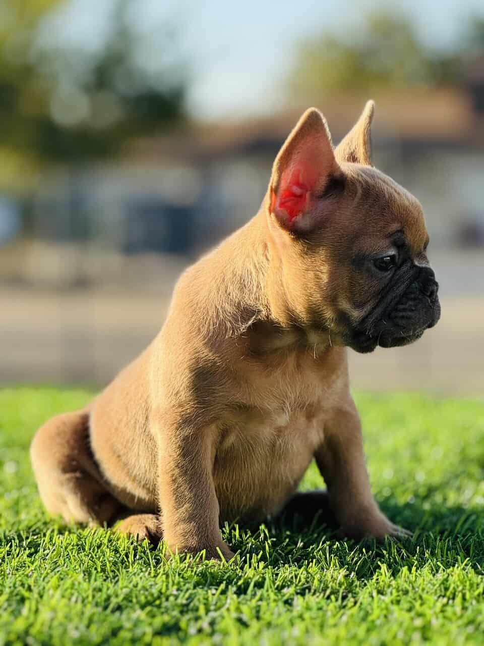 FRENCH BULLDOG PUPPY image 8