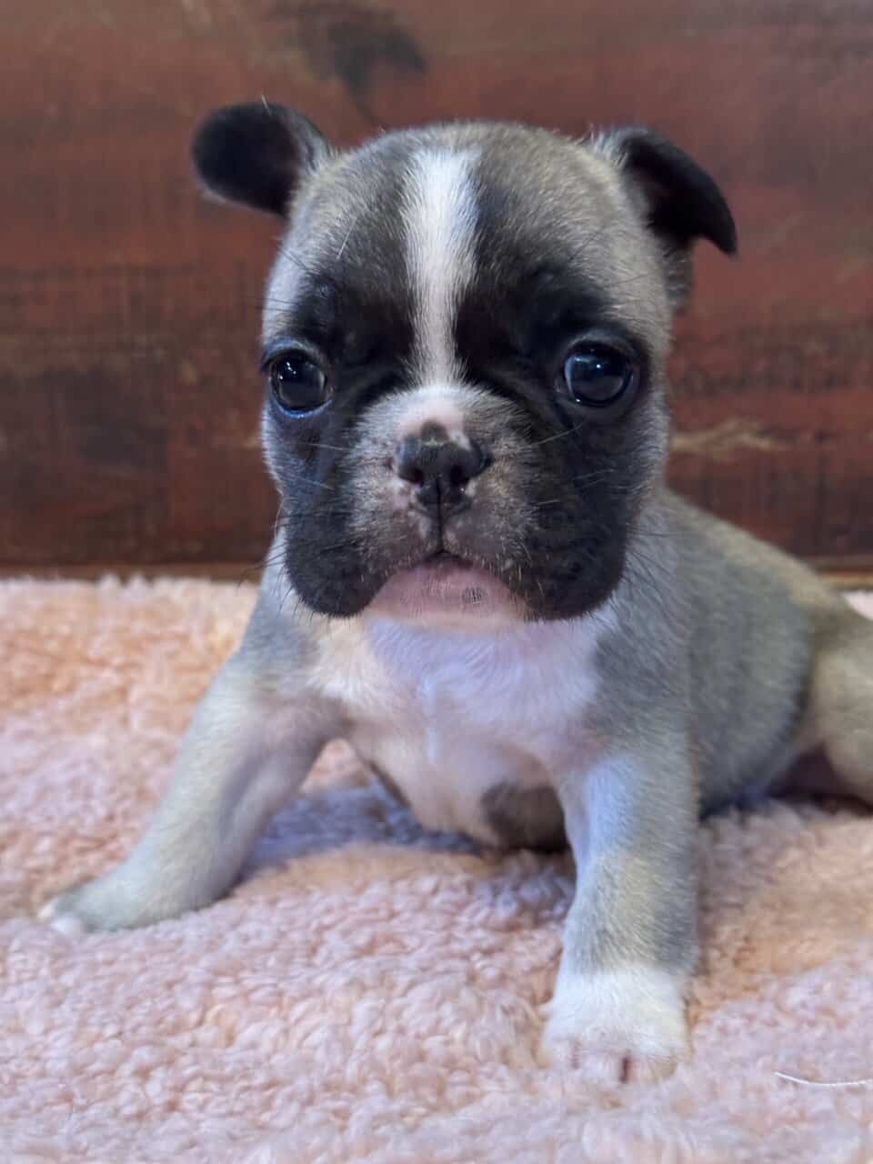 French Bulldog puppies image 6