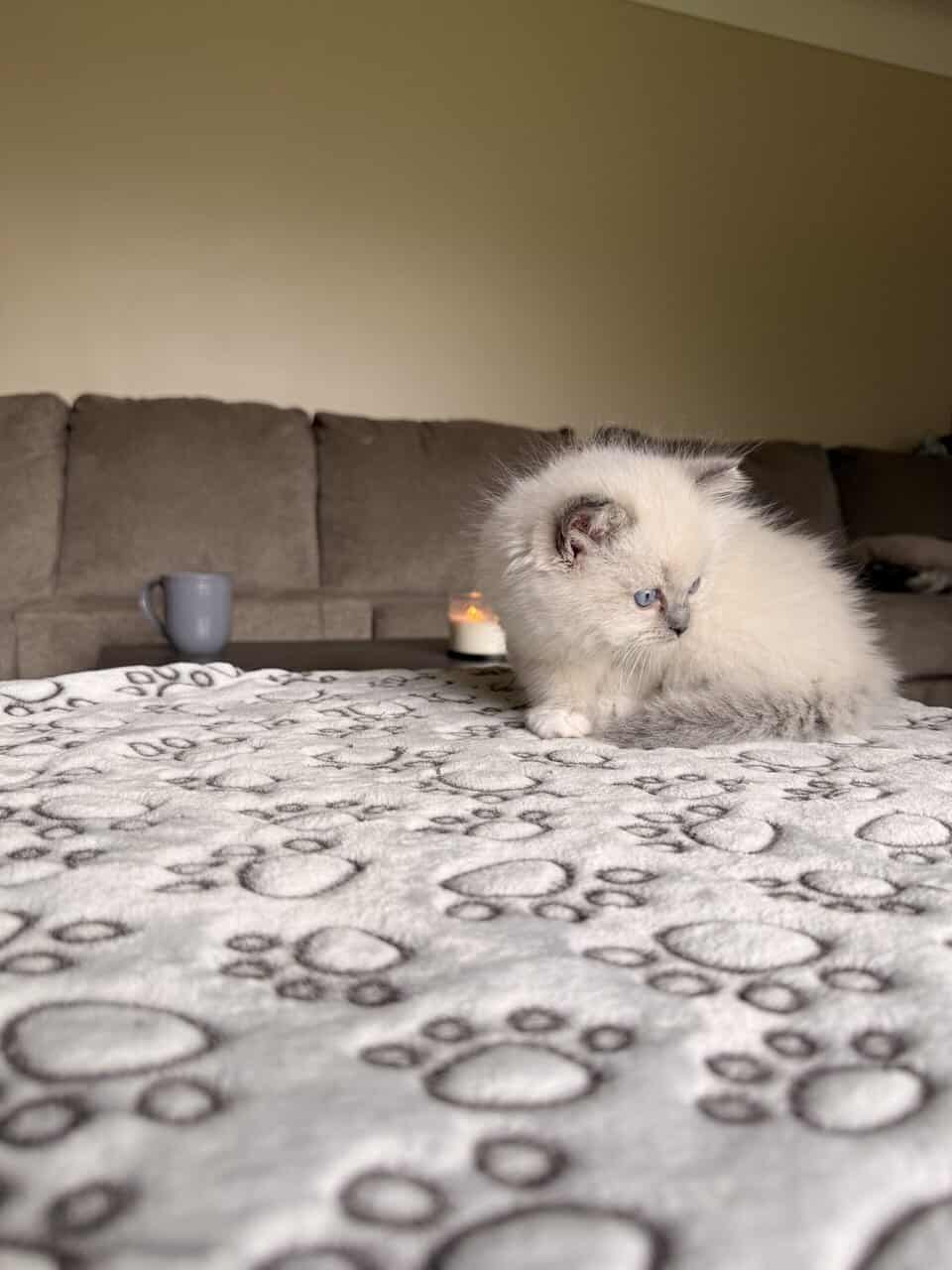 Ragdoll kittens for sale image 6