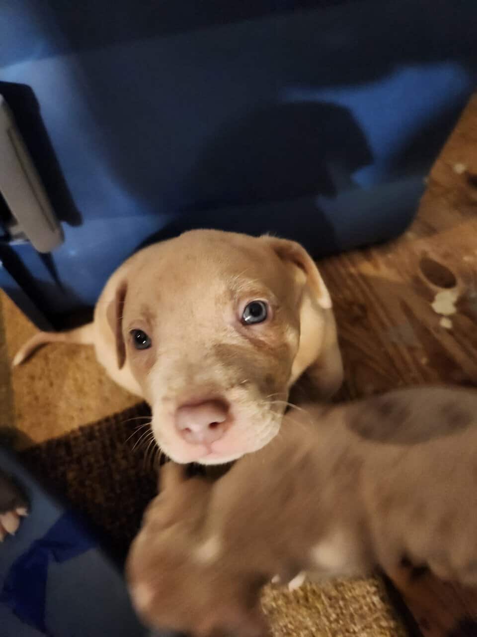 Purple Lilan Merle Bullies for sale image 5