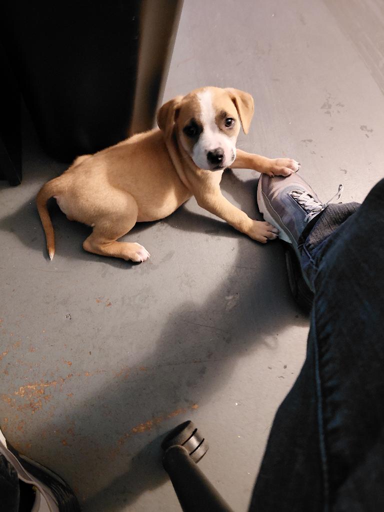 Puppie pit for sell image 2