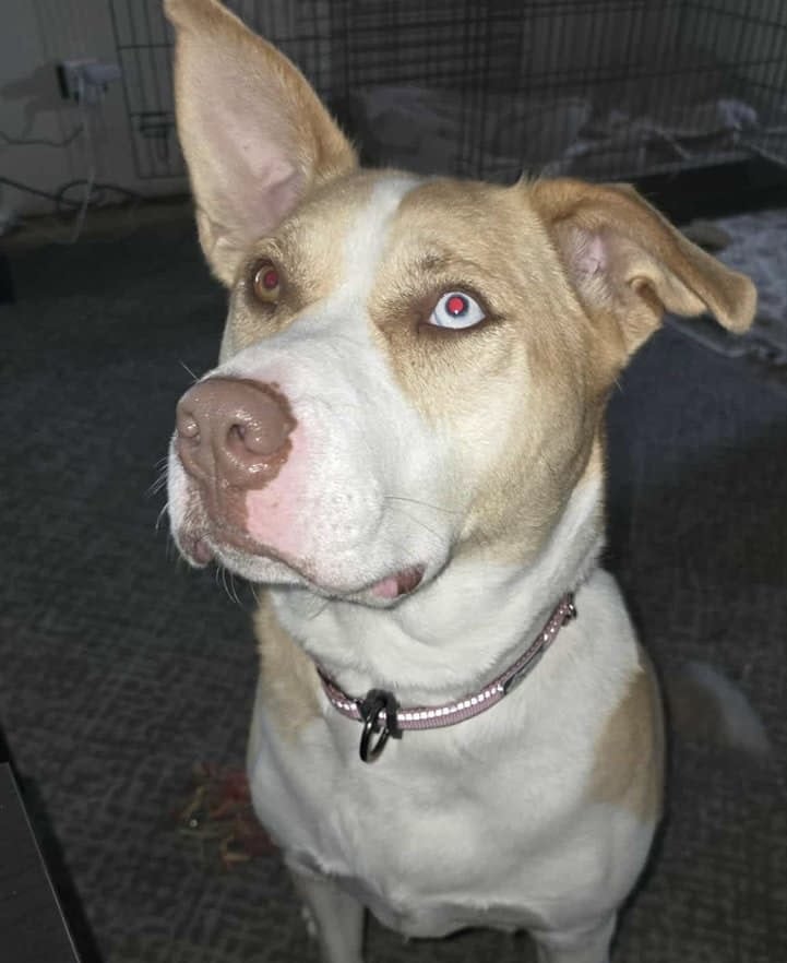 Playful, Loving & Sweet Husky Mix image 1