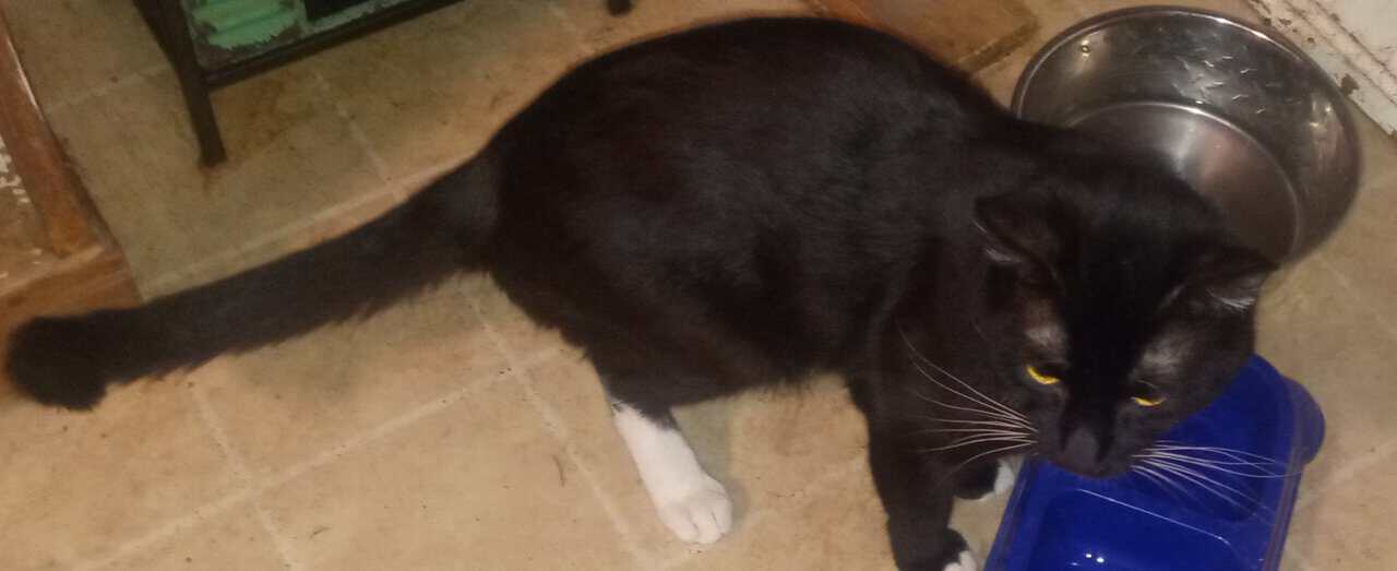 3 cats need rehomed image 1