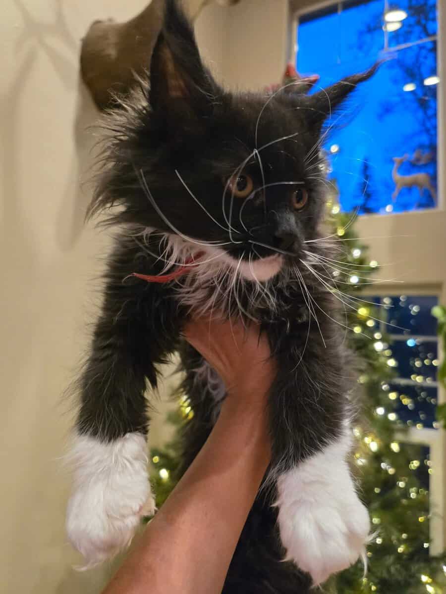 Maine Coon Kittens image 2