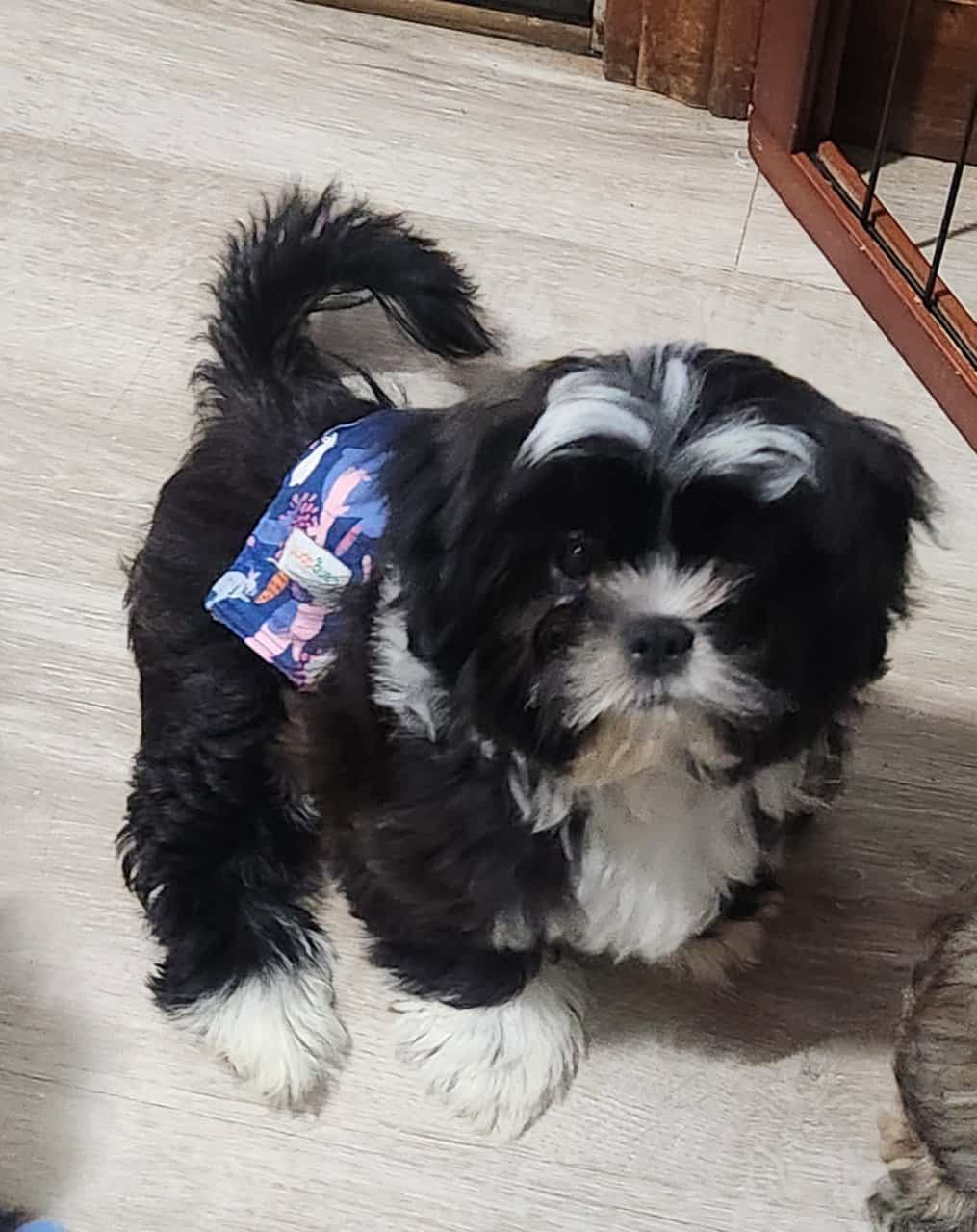 AKC Shih Tzus image 4
