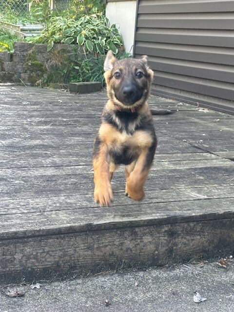 3 female German Sheppard Puppies for sale image 3