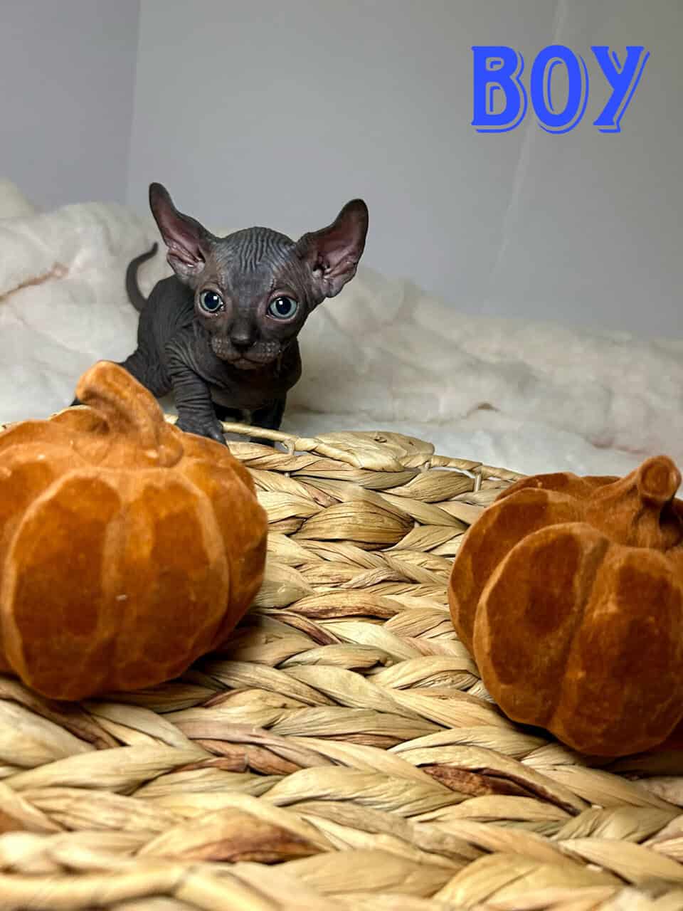 Sphynx Kittens image 4