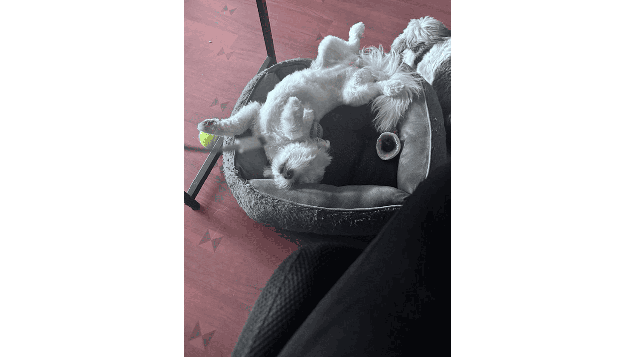 🐾 Meet Panda & Snow 🐾 image 9