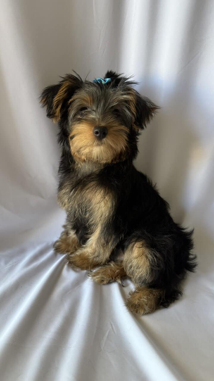 YORKIE image 2
