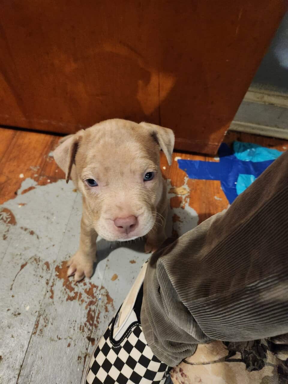 Purple Lilan Merle Bullies for sale image 4