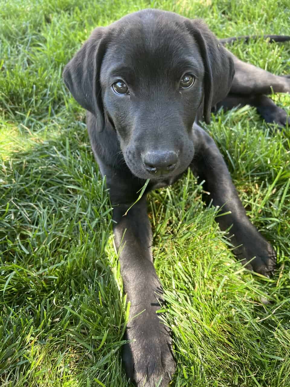 AKC Registered Black Lab image 1