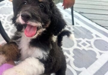 16 week female Bernedoodle