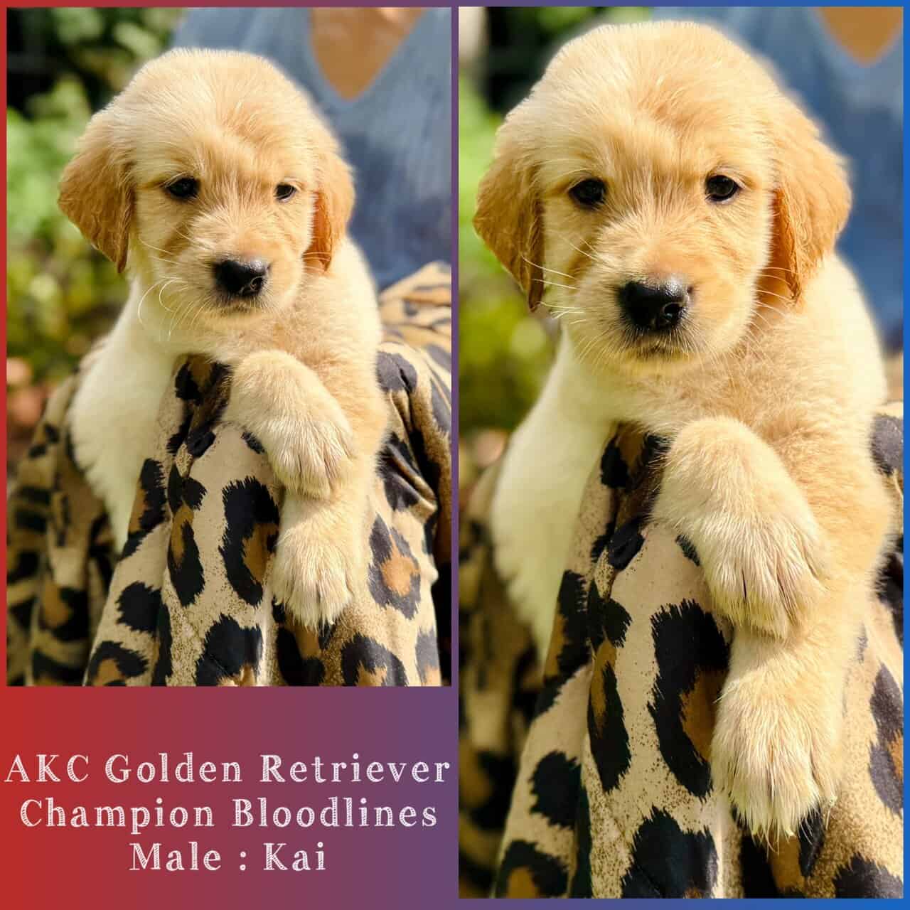 AKC Golden Retriever - Champion Bloodlines image 4