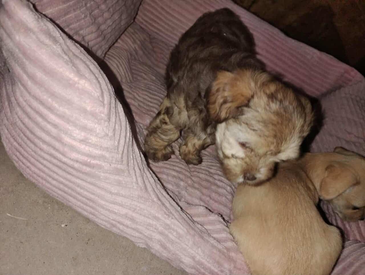Incredibly adorable puppies image 2