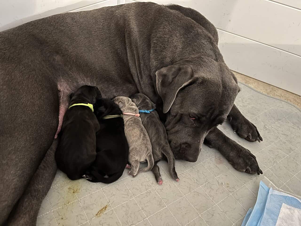 Cane Corso Puppy’s looking for there Furr Ever luv image 2