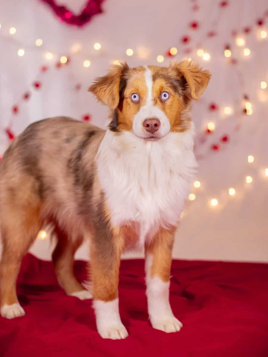 Red Merle Female image 1