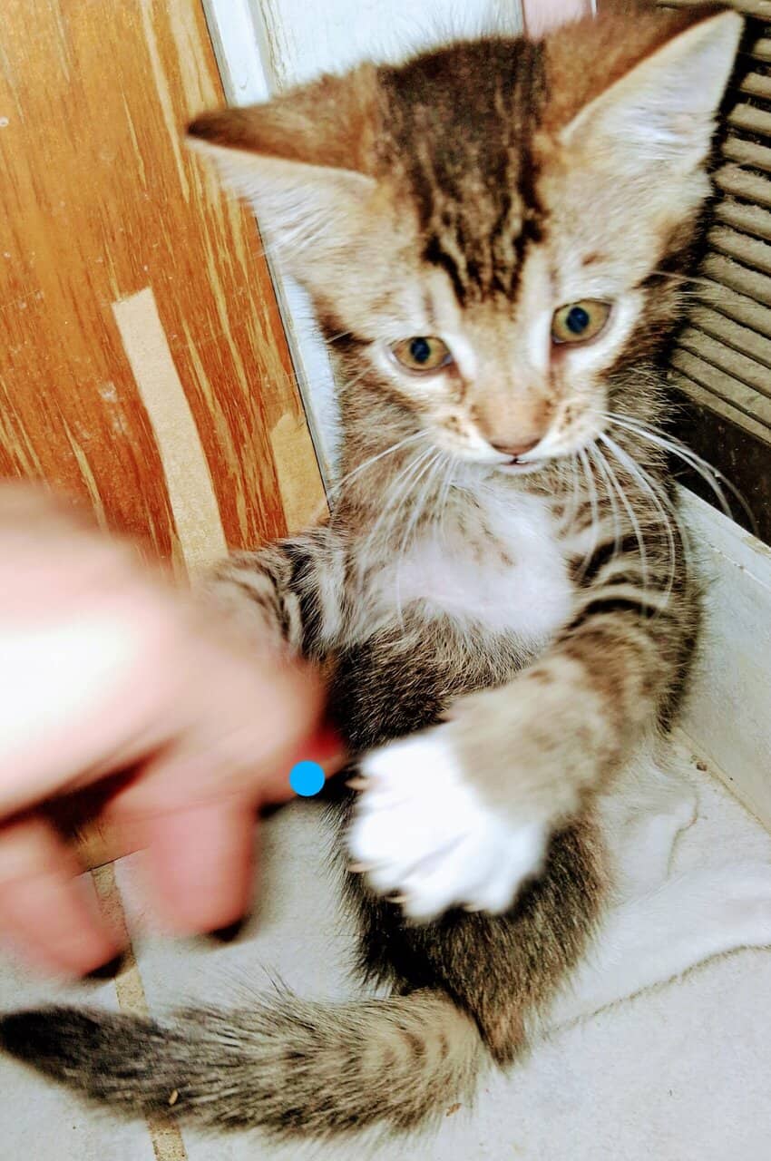 Soft , Sweet kittens for adoption. image 6