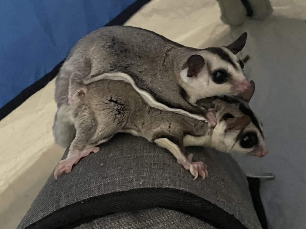 Sugar Glider Colony image 4