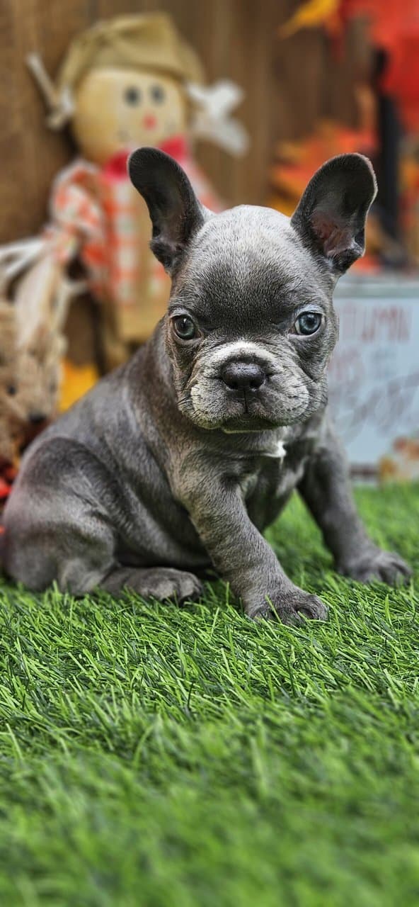 Akc registered french bulldogs image 6