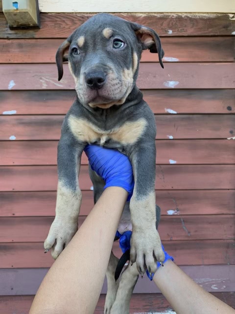 XL Bully image 2