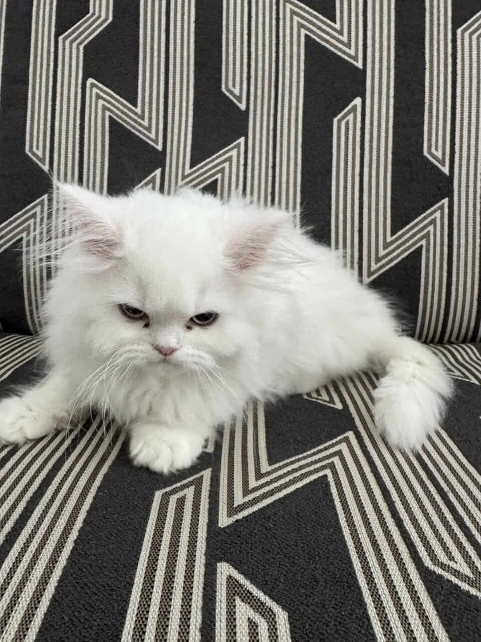 Persian Dollface image 4