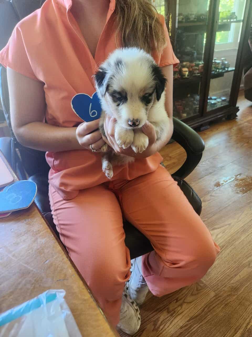 Australian Shepherd 6 image 3