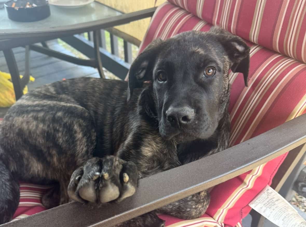 Mastiff mix puppies image 6