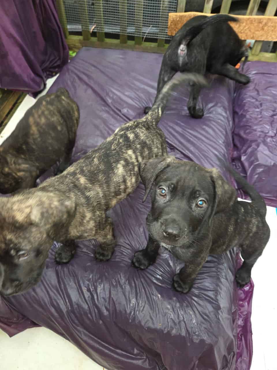 Mastiff mix puppies image 2