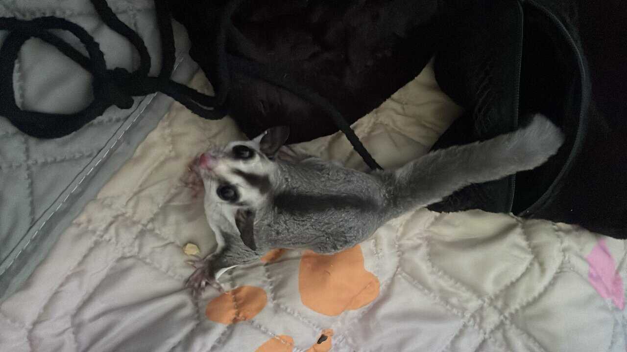 Sugar Glider Colony image 6