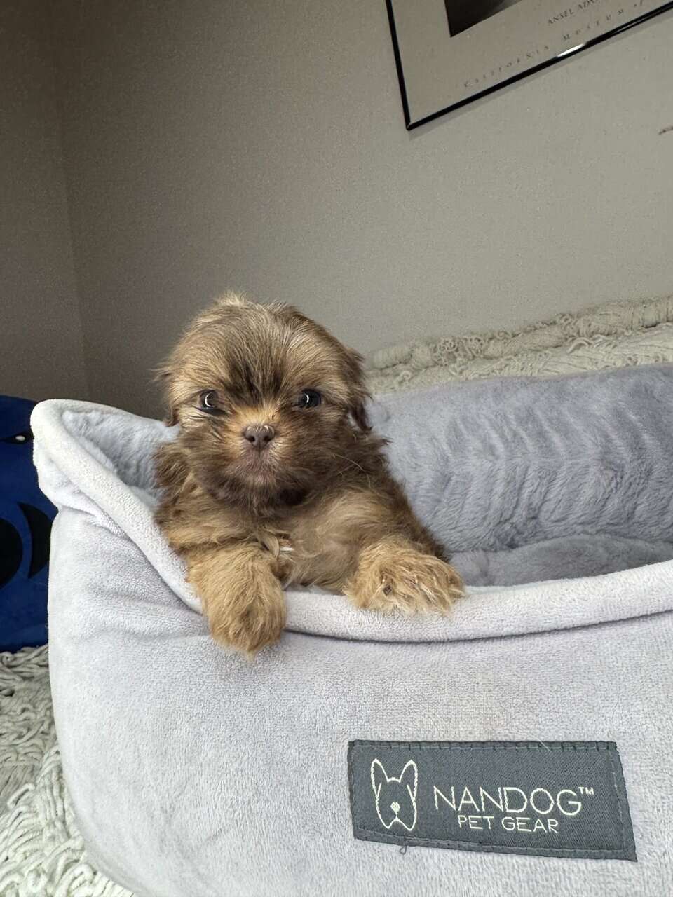 Shih Tzu Boy Puppy (Chester) image 8
