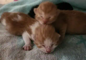 Kittens need homes!!!