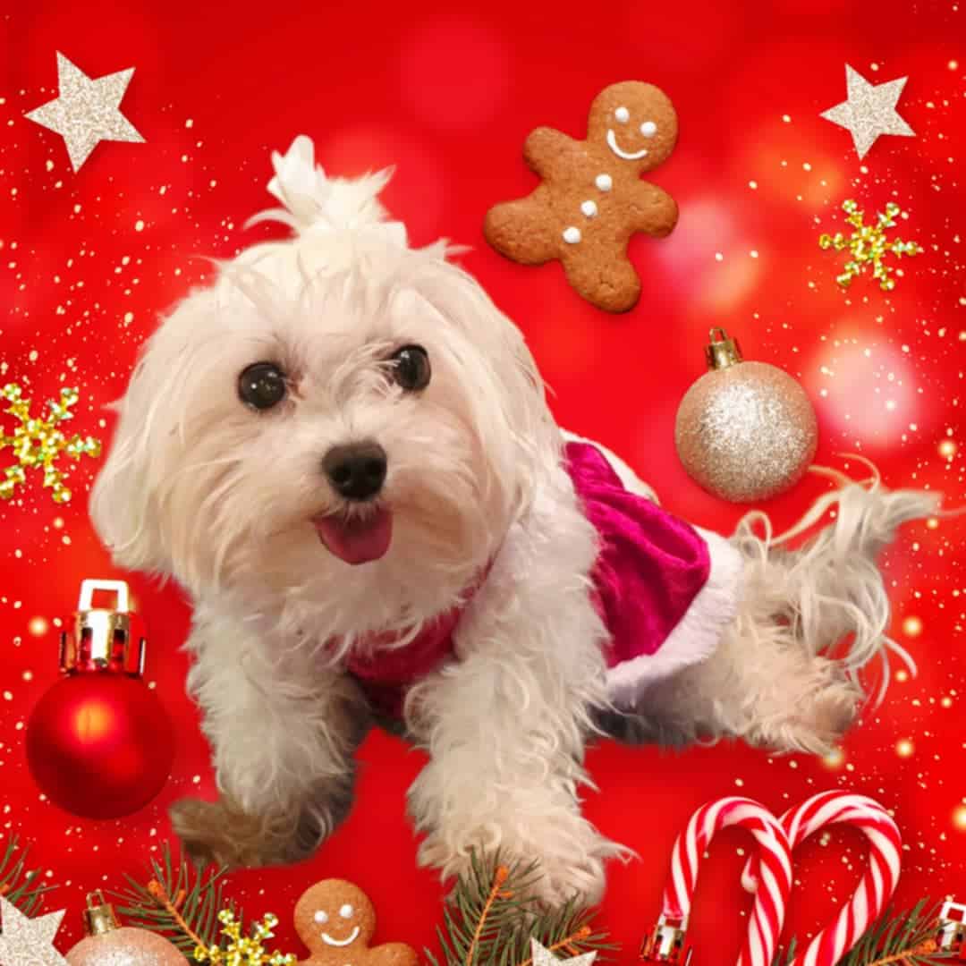 Maltipoo image 1