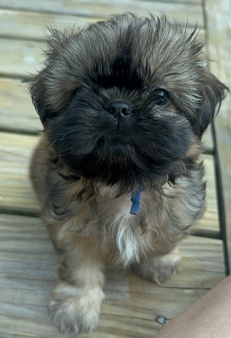 ShihTzu Puppies image 5