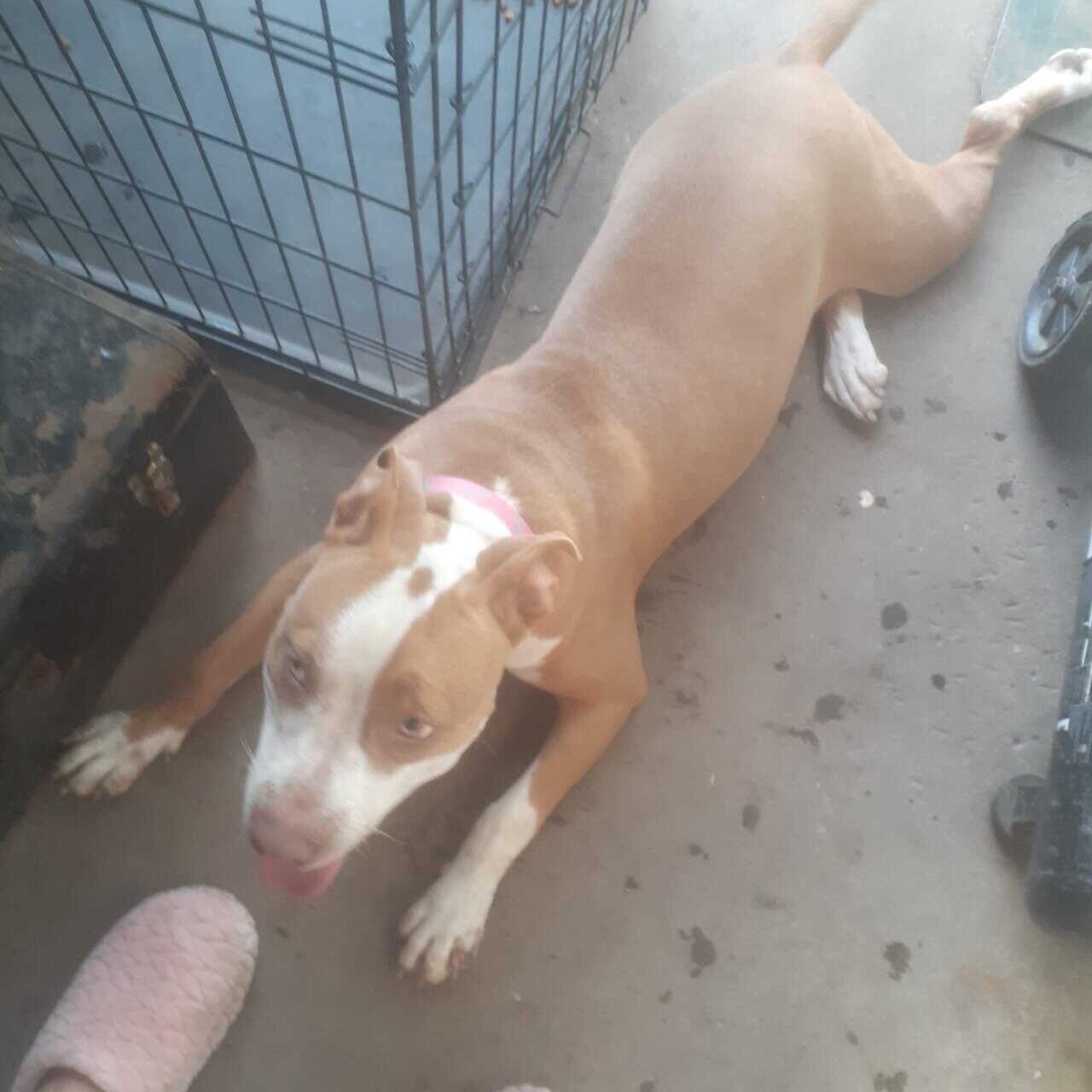 Female pitbull image 1