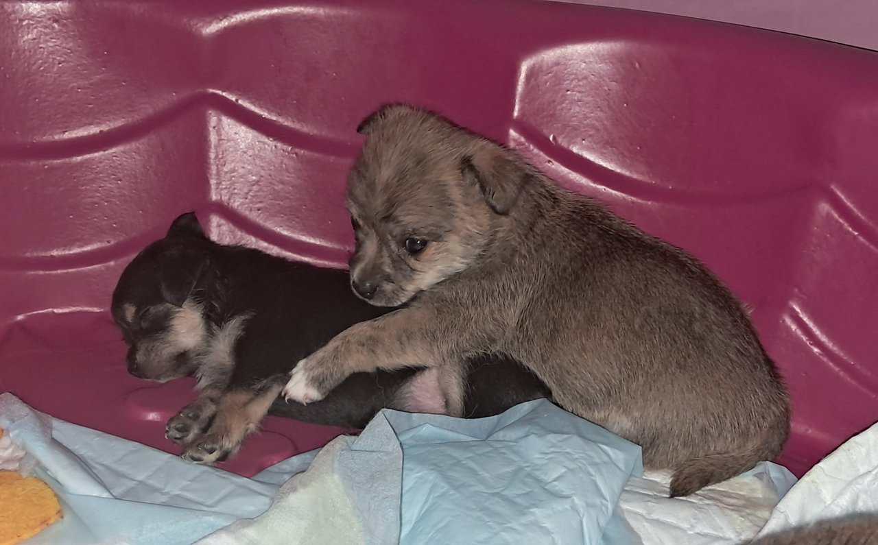Litter of 4 born 8/1 Chihuahua and Chichi image 9