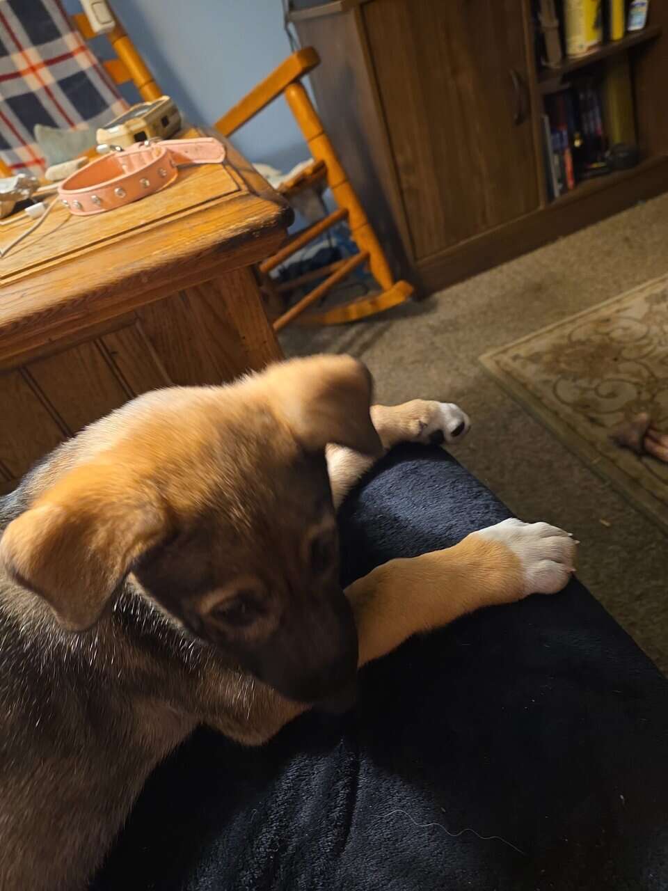 German shepherd puppies image 5