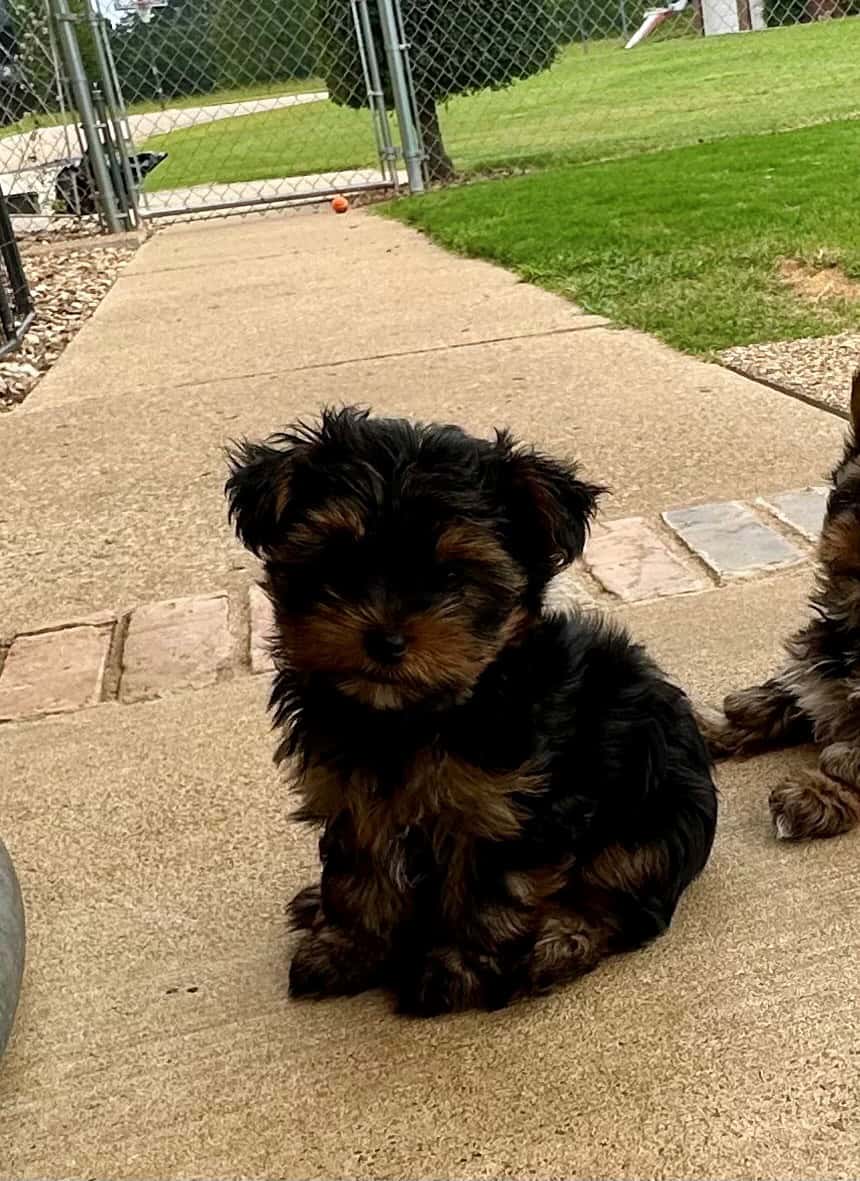 Tiny Yorkie Puppies image 8