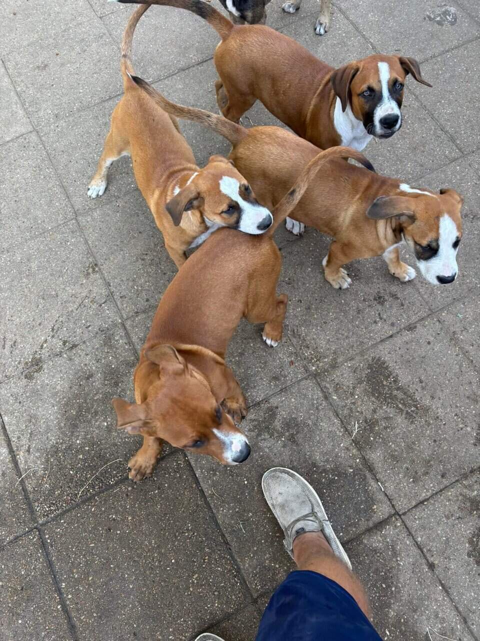 Free puppies image 2