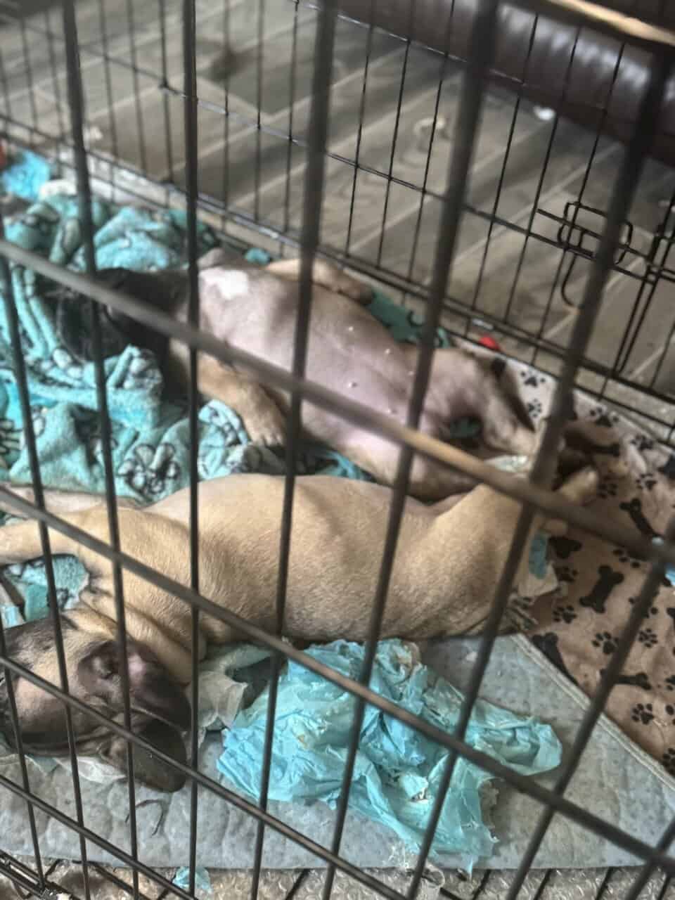FRENCH BULLDOG 2 image 3