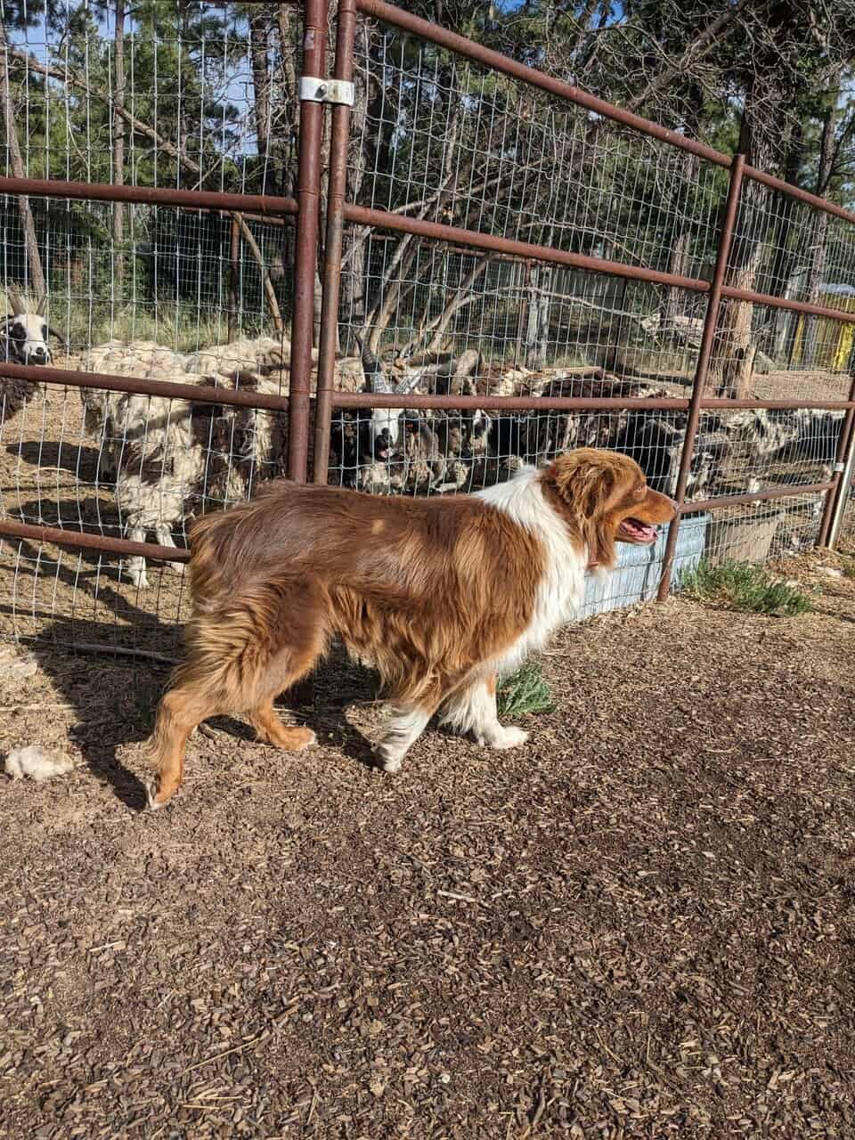 AKC and ASCA Stud for sale image 3