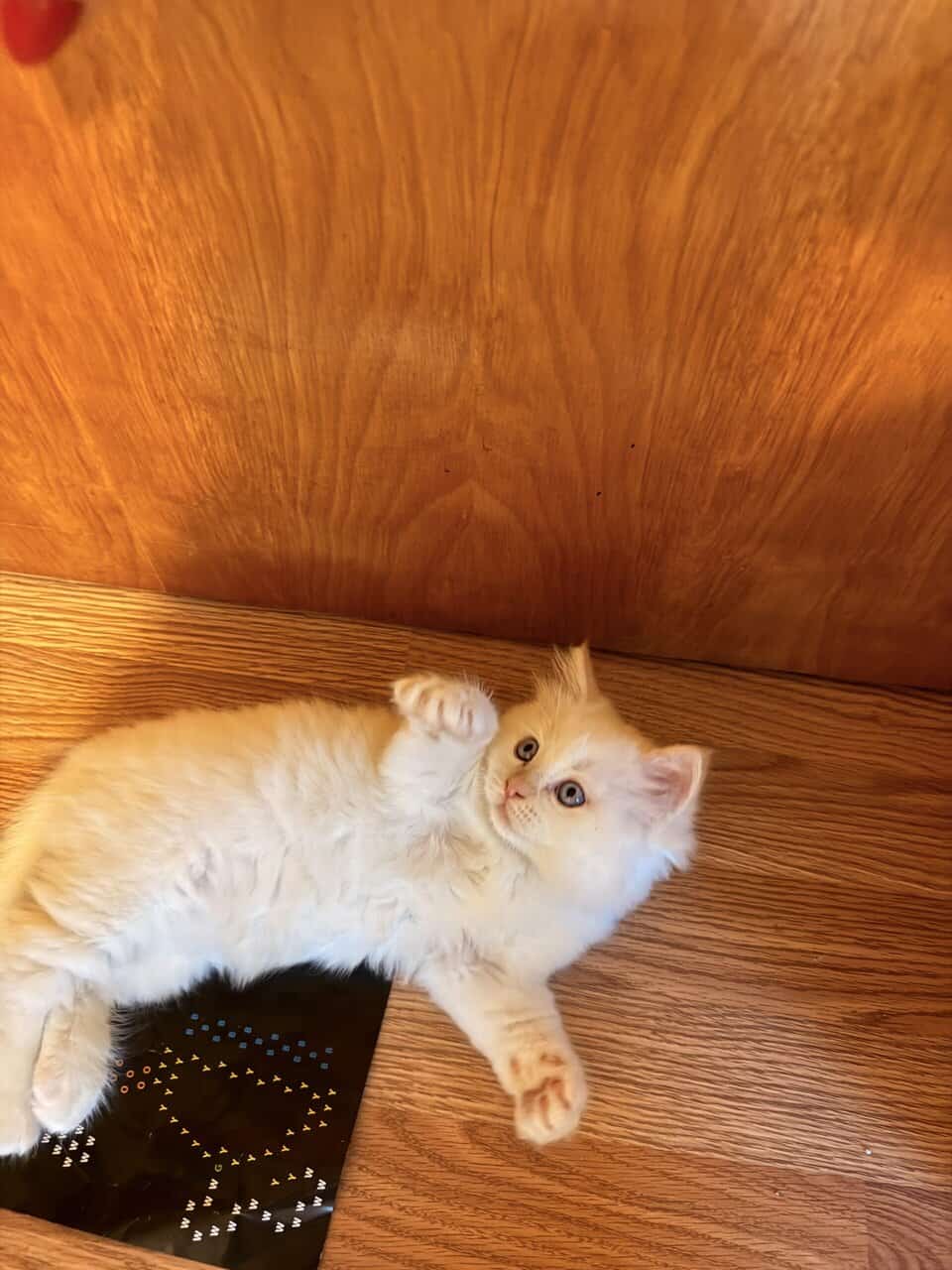 Ragdoll kittens for sale image 1