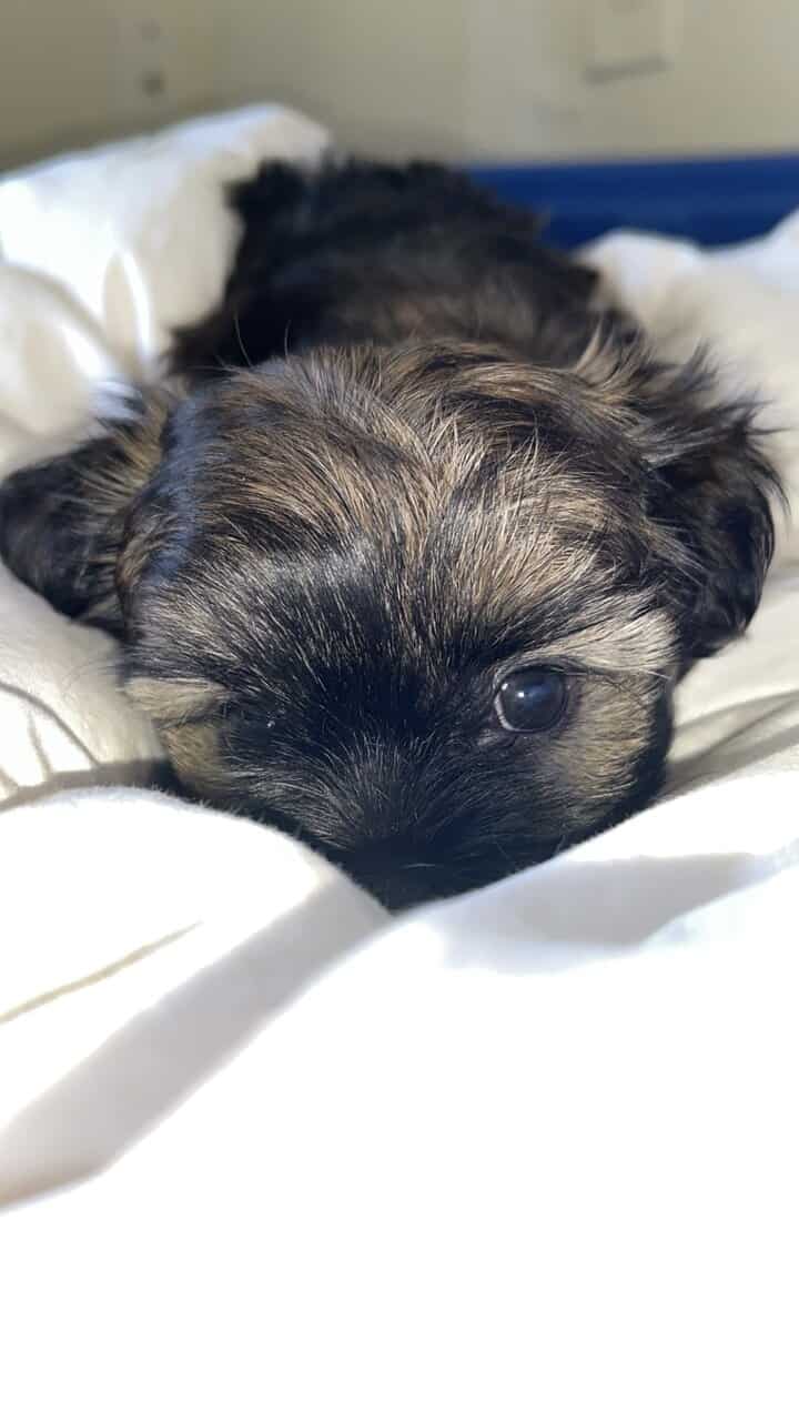 Shih tzu/yorkie male image 3