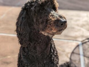 Gentle, Well-Trained Goldendoodle, 11 yrs