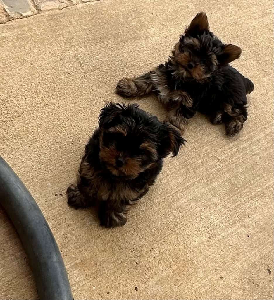 Tiny Yorkie Puppies image 6