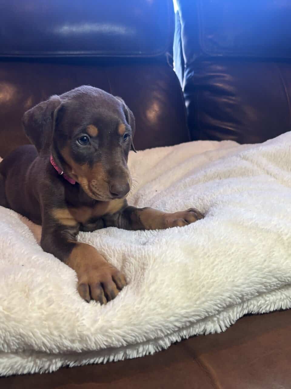 Purebred Doberman Puppies image 5