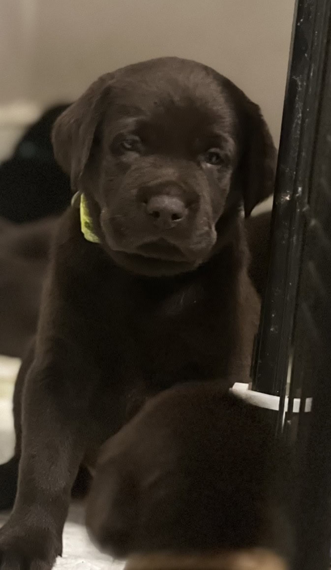 AKC LABS image 2