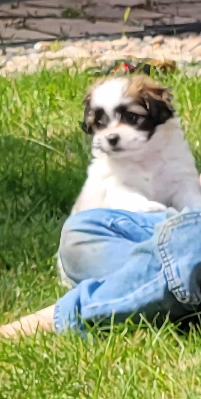 Shi Poo Bichon Puppies image 5
