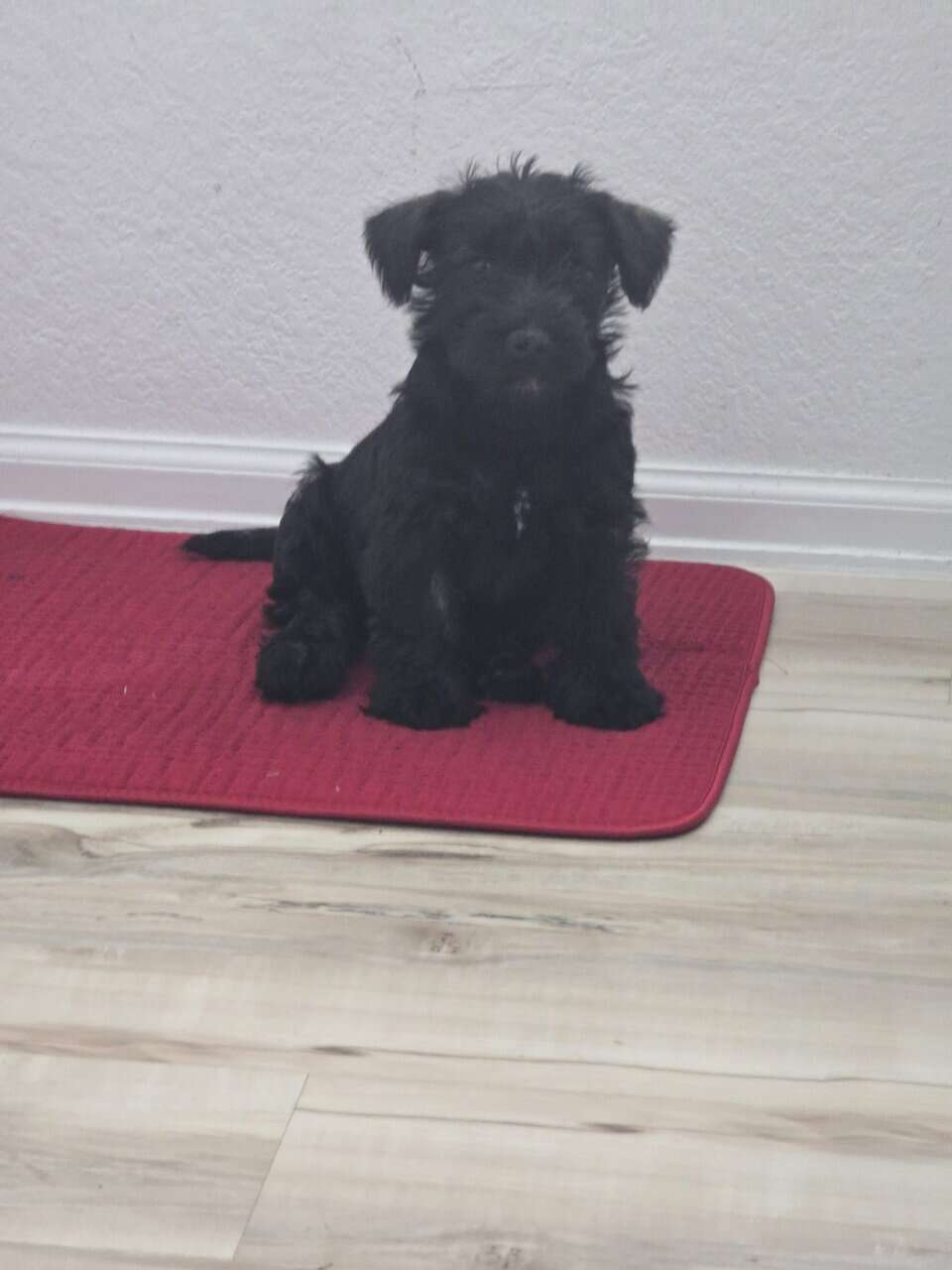 Scottish Terrier and Schnauzer mix puppies image 1