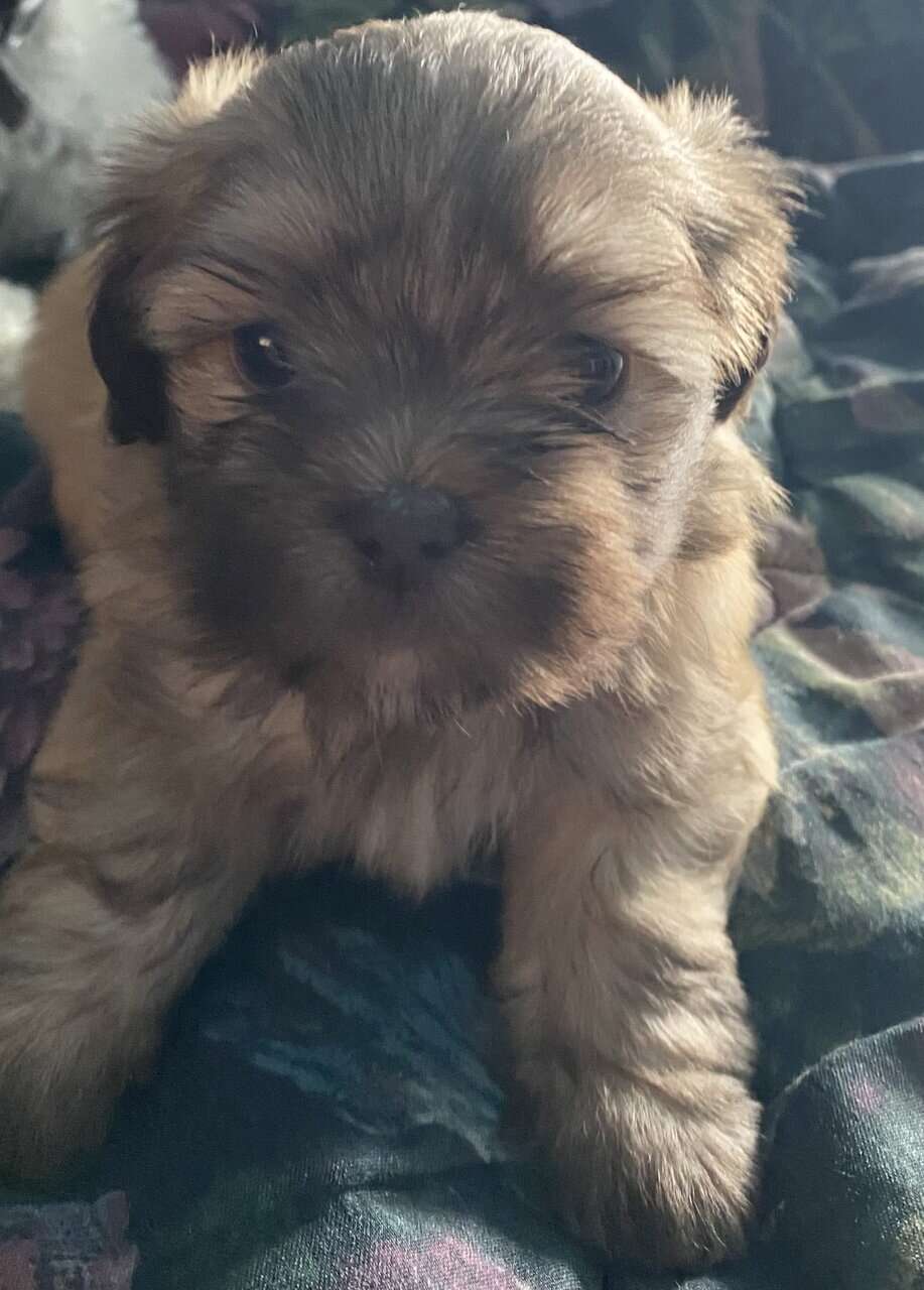 SHIHPOO PUPPIES image 2